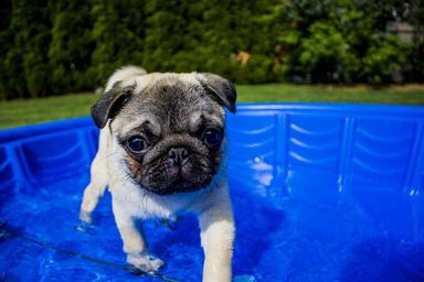 Pes v bazénku